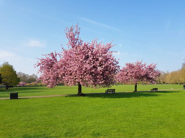 Blooming branches of pink Prunus Kanzan cherry trees stand out against a residential backdrop in spring