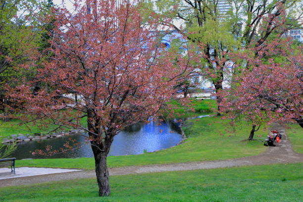 istock Sakura scenery of Sapporo Park 1148563784