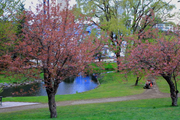 istock Sakura scenery of Sapporo Park 1148563798