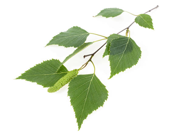 istock Green birch buds and leaves isolated on white background 1148563877