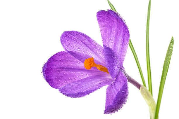 istock Crocus flower with water drops on a white background. Purple spring crocus flower. 1148563883