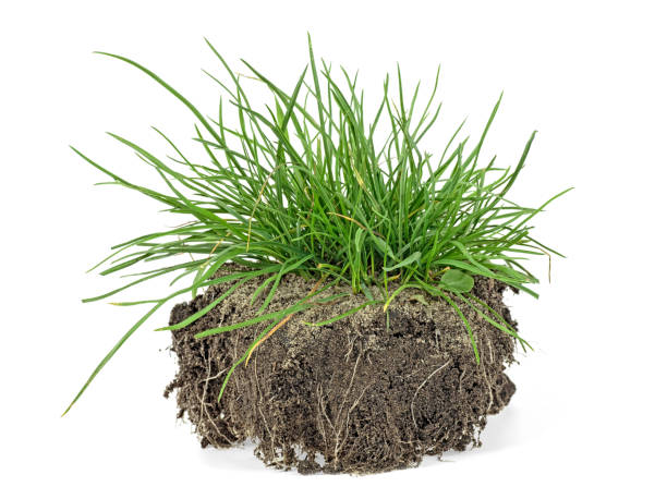 istock Green grass, soil and grass isolated on white background. 1148563885