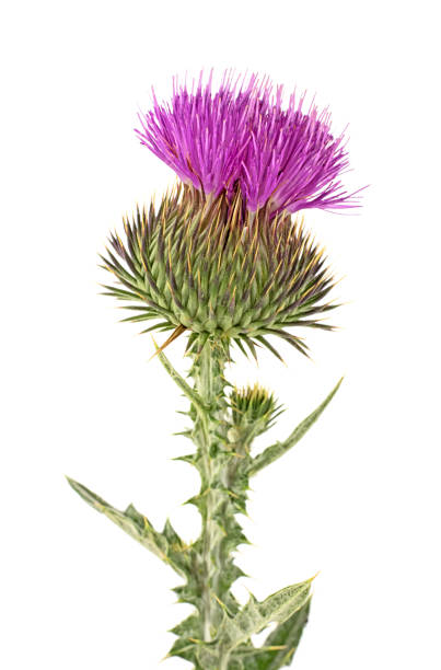 istock Thistle flower isolated on a white background. Cirsium vulgare. 1148563896