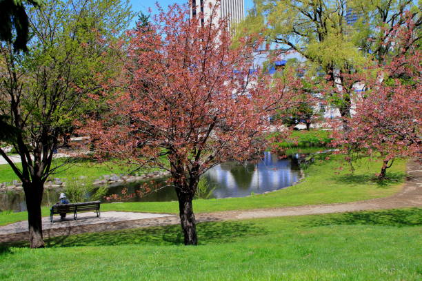 istock Sakura scenery of Sapporo Park 1148564519