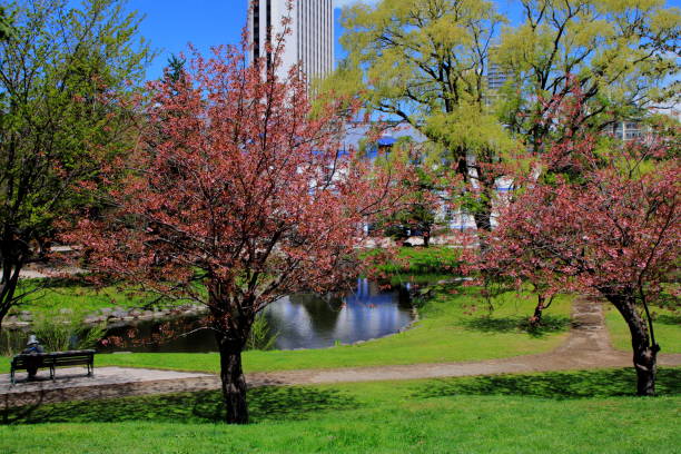 istock Sakura scenery of Sapporo Park 1148564541