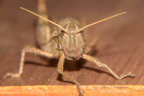 istock Grasshopper close up beautiful view 1148564699