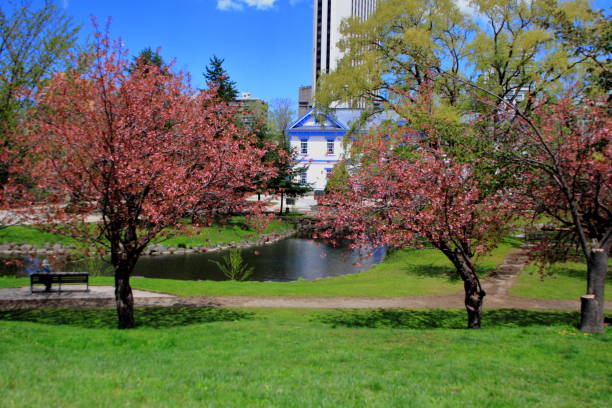 istock Sakura scenery of Sapporo Park 1148564944