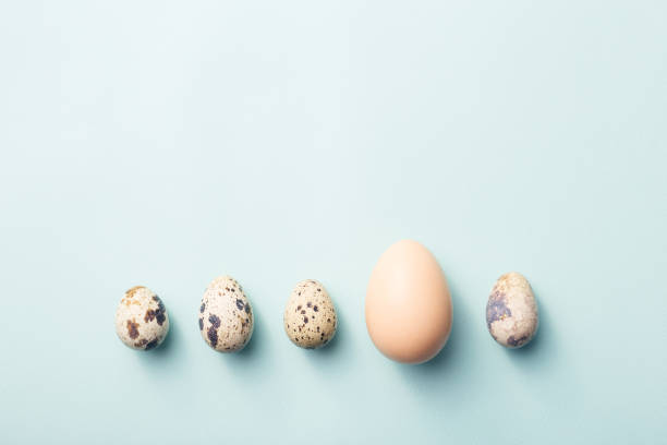 istock Row of quail and chicken eggs. 1148565248