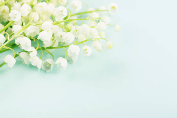 istock Lily of the valley on tender blue background. 1148565252