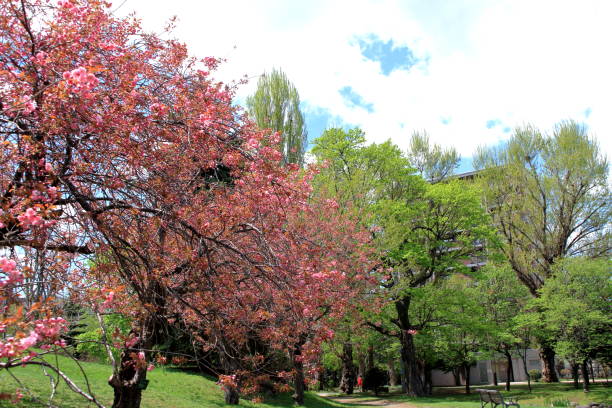 istock Sakura scenery of Sapporo Park 1148566014