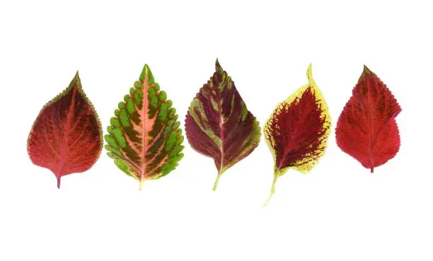 Different colored leaves from Plectranthus scutellarioides Coleus plant isolated on white background