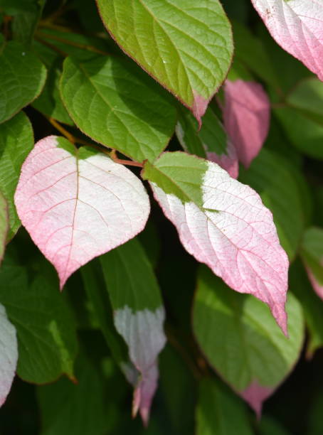 actinidia kolomikta - actinidia - fotografias e filmes do acervo