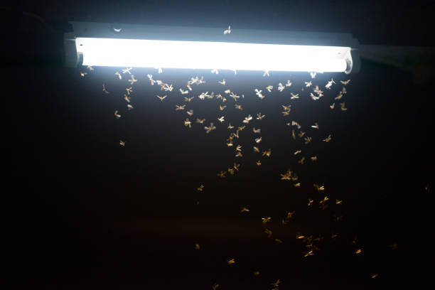istock moth flying in the fire ,the neon light in night time, it's raining time. 1148568383