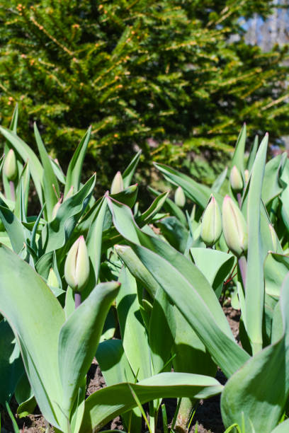 istock Flower bed with tulips under the fir 1148570205
