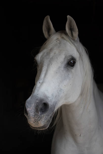 istock White horse with black background 1148570303