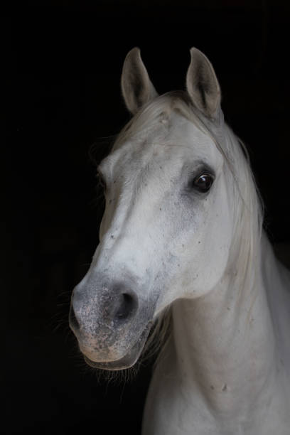 istock White horse with black background 1148570333