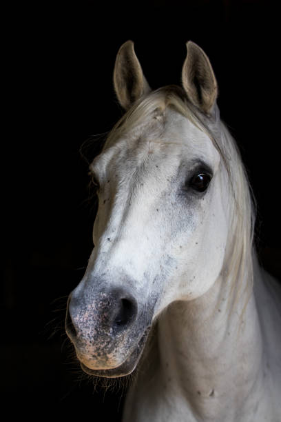 istock White horse with black background 1148570336