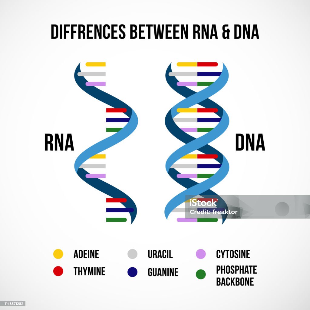 Ilustración de Las Diferencias Entre El Adn Y El Arn y más Vectores Libres  de Derechos de ARN - ARN, ADN, Hélice - Forma geométrica - iStock
