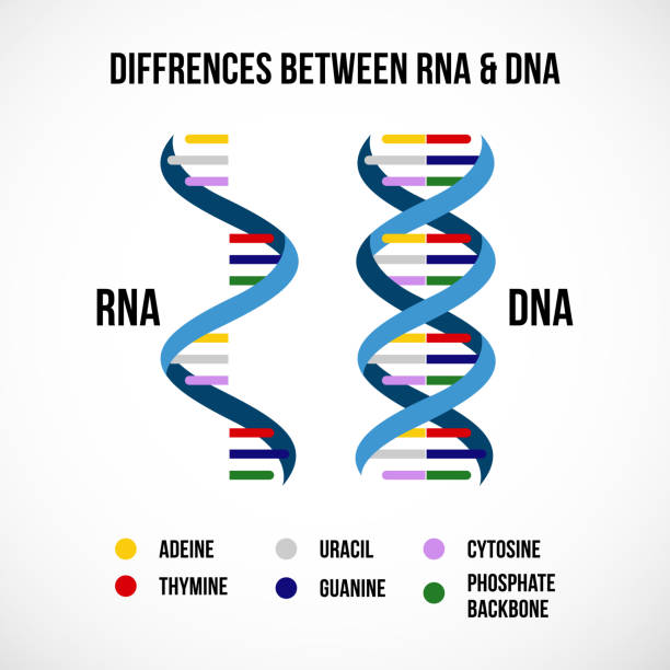 ilustrações, clipart, desenhos animados e ícones de diferenças entre dna e rna - ácido ribonucleico