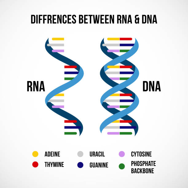 Differences between dna and rna Differences between dna and rna. Vector scientific icon spiral of DNA and RNA. 
An illustration of the differences in the structure of the DNA and RNA molecules rna stock illustrations