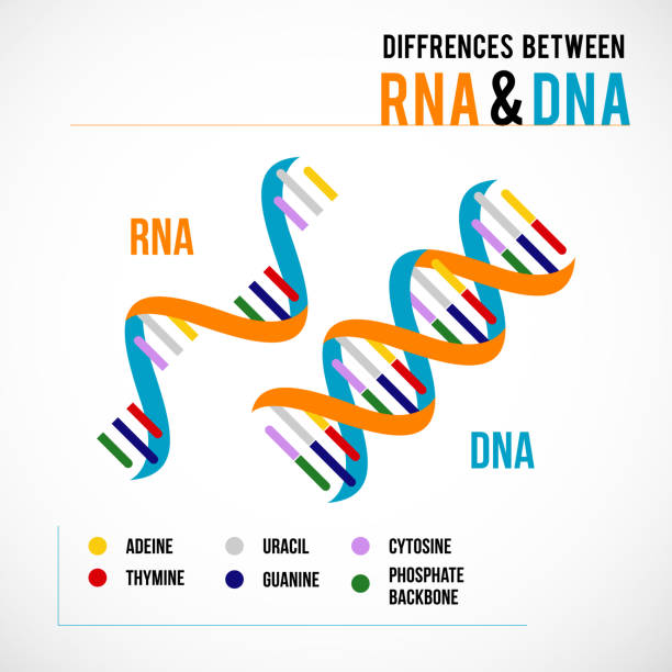 Differences between dna and rna Differences between dna and rna. Vector scientific icon spiral of DNA and RNA.
An illustration of the differences in the structure of the DNA and RNA molecules genetic mutation stock illustrations