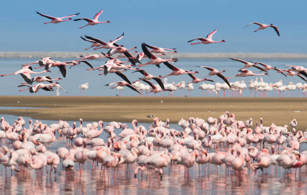 ウォルビス湾のフラミンゴのグループ - walvis bay ストックフォトと画像