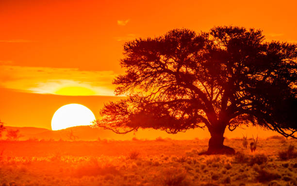 istock Morning landscape in savannah 1148575335
