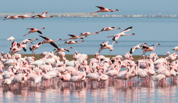 istock Group of flamingos on Walvis Bay 1148575345