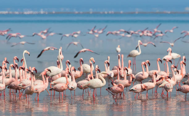 istock Group of flamingos on Walvis Bay 1148575348