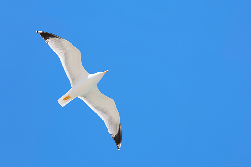 A seagull in flight over the wavy blue ocean off the southern coast of England. White seabird soaring along windy cliff coastline. Beautiful sunny day for watching birds at Beachy Head peninsula.