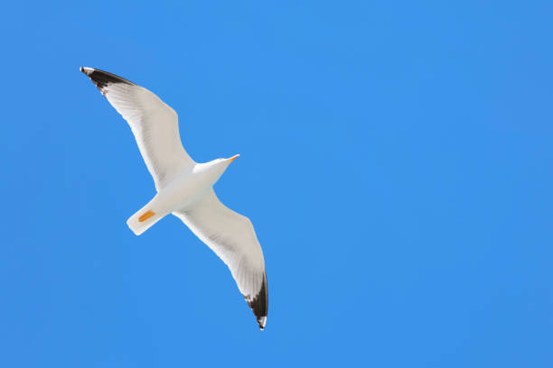 Photo of seagull flying in the blue sky