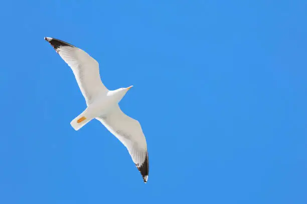 Photo of seagull flying in the blue sky