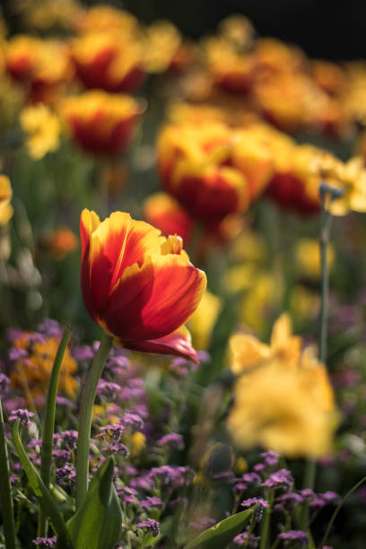 istock Beautiful tulips in the park 1148578691