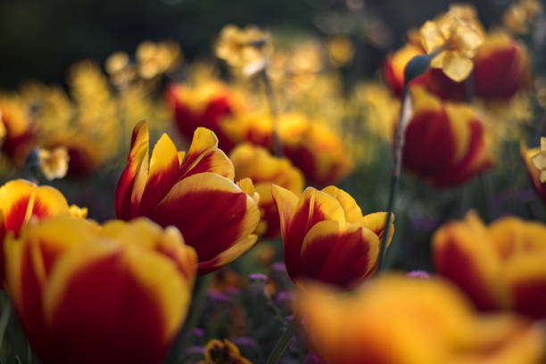istock Beautiful tulips in the park 1148579191
