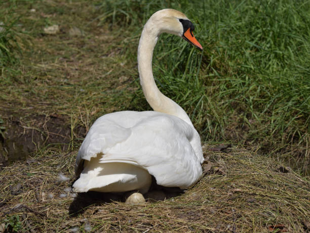 istock Female swan on her nest Roseland Peninsula Cornwall 1148579314