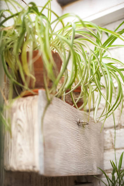 natürliche grüne pflanze blatt-textur im garten. hintergrund aus palmblättern, kakteen, passionsblumen, farnen, orchideen. selektiver fokus. topfblumen in einem gewächshaus in der nähe und kopierraum - fern leaf plant close up stock-fotos und bilder