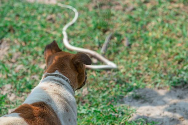 ガラスに死んだヘビを探して犬狩り - rattlesnake snake nature animals and pets ストックフォトと画像