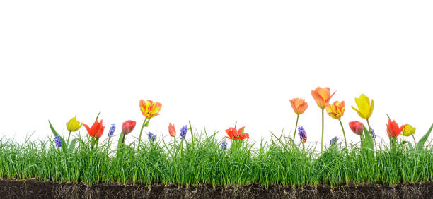 istock Green grass isolated with tulips flower and roots on white background 1148581733