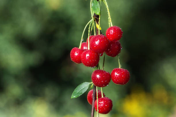 istock Sweet cherry berries on a tree branch close-up 1148582100