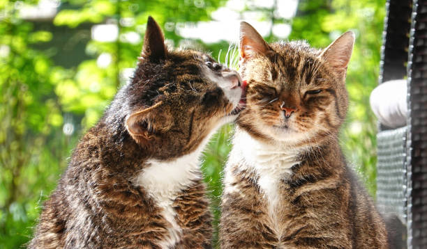 Wild cat and domestic cat have friendship Wild cat and domestic cat have friendship grooming animal behavior stock pictures, royalty-free photos & images