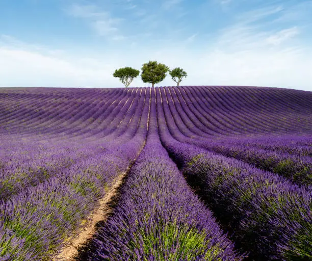 lavender field with tree