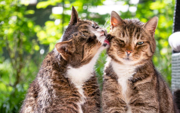 野生の猫と飼い猫は友情を持っています - 2匹 ストックフォトと画像