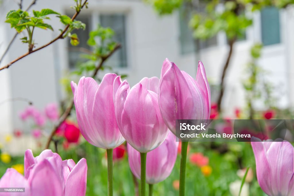 101 hình ảnh hoa tulip trắng đẹp, chất lượng cao, tải miễn phí