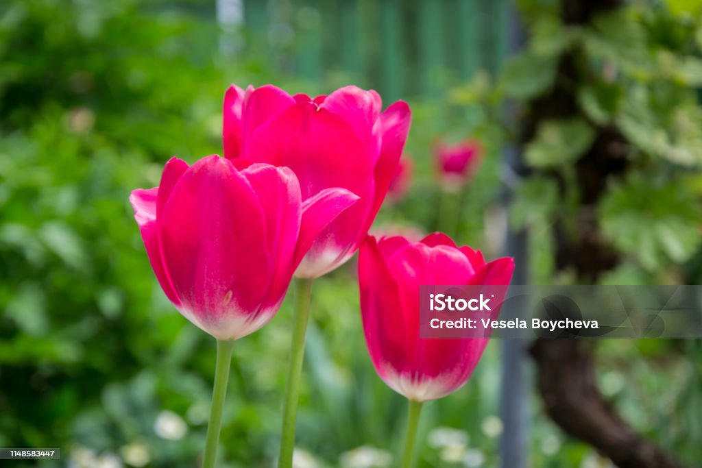 Nhóm Hoa Tulip Đẹp Với Nền Xanh Mờ Hình Nền Mùa Xuân Nền Hoa Cánh Đồng Hoa  Tulip Hình ảnh Sẵn có - Tải xuống Hình ảnh Ngay bây giờ - iStock