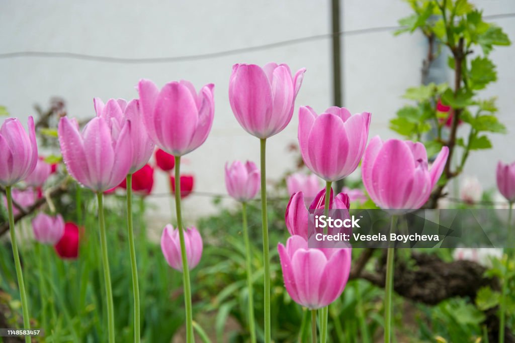 Hình ảnh những bông hoa Tulips đẹp
