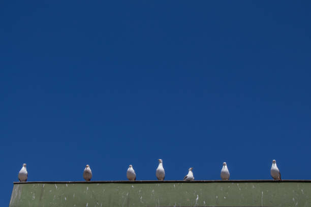istock Seagulls sitting on the roof 1148584539