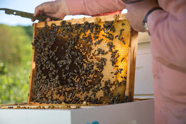 istock Beekeeper checking the honeycomb of a beehive 1148584704