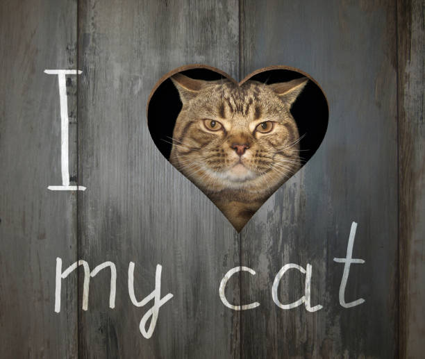 istock Cat and a hole in the fence 1148584739