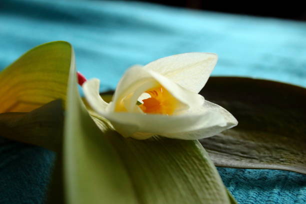 istock Fallen orchid blossom and leaves close up 1148584838