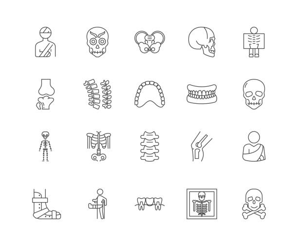 leinwand icons, zeichen, vektor-set, umrissbilder konzept - human skeleton human spine osteoporosis illustration and painting stock-grafiken, -clipart, -cartoons und -symbole